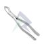 Tooth Extracting Forceps #88R (American Pattern)